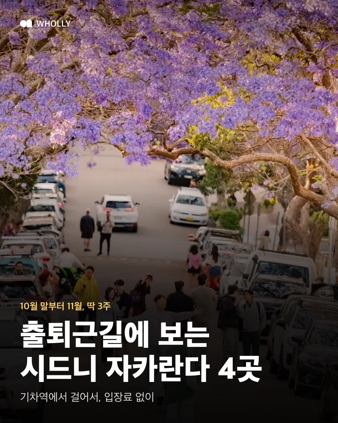 McDougall Street 자카란다 거리 사진 위에 출퇴근길에 보는 시드니 자카란다 4곳 제목을 얹은 표지