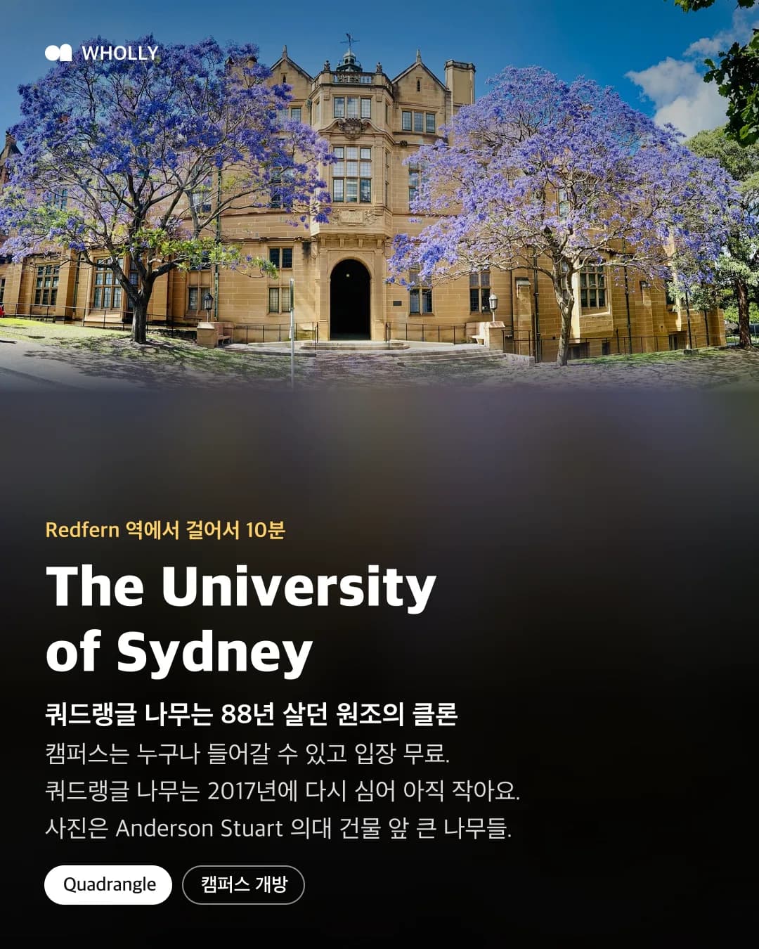 University of Sydney Anderson Stuart 건물 앞 자카란다와 캠퍼스 개방, 쿼드랭글 클론 나무 설명
